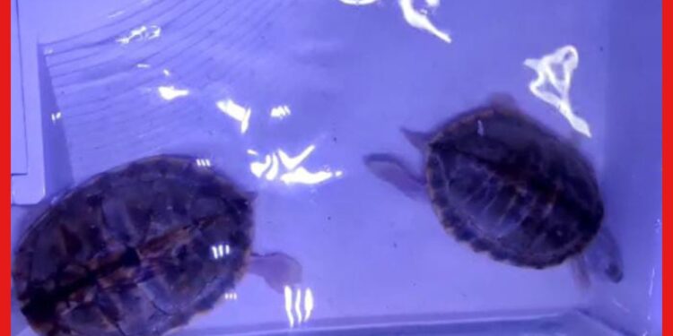Arrested for keeping turtle : শখের বশে বাড়ি সাজিয়েছিলেন কচ্ছপ দিয়ে, বনদফতরের হাতে হতে হল আটক