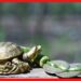 Turtle: গৃহে অশান্তি, ব্যবসায় মন্দা, সব সমস্যার সমাধানে ঘরে আনুন বিশেষ ‘কচ্ছপ’