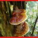 Ganoderma Mushroom: চাষ করুন ঔষধি মাশরুম, গ্যানোডার্মা ভাগ্য বদলাবে কৃষকদের