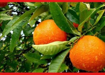 Malta Farming: কমলা বা বাতাবি নয়, লাভজনক মিশ্র ফল হিসেবে চাষ করুন মাল্টা