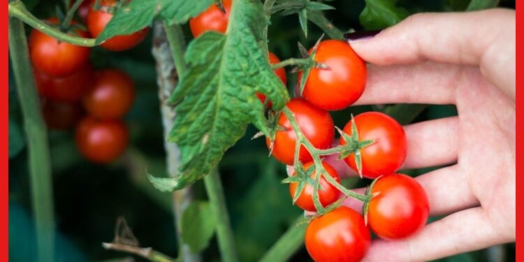 Cherry tomato cultivetion: আঙুরের মতো টপাটপ খাওয়া যায় চেরি টমেটো, চাষ করবেন কী ভাবে?