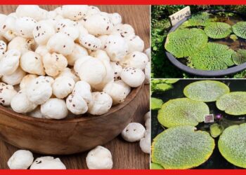 Makena cultivation: জনপ্রিয়তা বাড়ছে দিন দিন, অল্প খরচে মাখনা চাষ করে লাভবান হোন