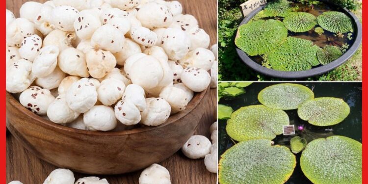 Makena cultivation: জনপ্রিয়তা বাড়ছে দিন দিন, অল্প খরচে মাখনা চাষ করে লাভবান হোন