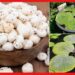 Makena cultivation: জনপ্রিয়তা বাড়ছে দিন দিন, অল্প খরচে মাখনা চাষ করে লাভবান হোন