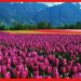 Kashmiri Tulip: কাশ্মীর নয়, টিউলিপের মনোরম দৃশ্য উপভোগ করতে বাড়িতেই তৈরি করুন বাগান