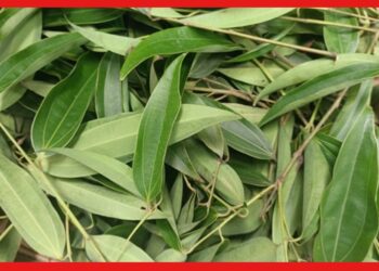 Cassia-leaf Farming: শুধু মসলা নয় ঔষুধি গুণ রয়েছে তেজপাতায়, জেনে নিন এই সহজ চাষের পদ্ধতি