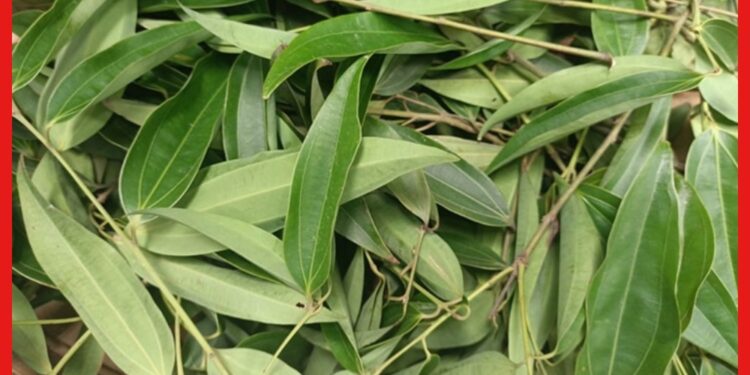 Cassia-leaf Farming: শুধু মসলা নয় ঔষুধি গুণ রয়েছে তেজপাতায়, জেনে নিন এই সহজ চাষের পদ্ধতি