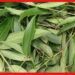 Cassia-leaf Farming: শুধু মসলা নয় ঔষুধি গুণ রয়েছে তেজপাতায়, জেনে নিন এই সহজ চাষের পদ্ধতি