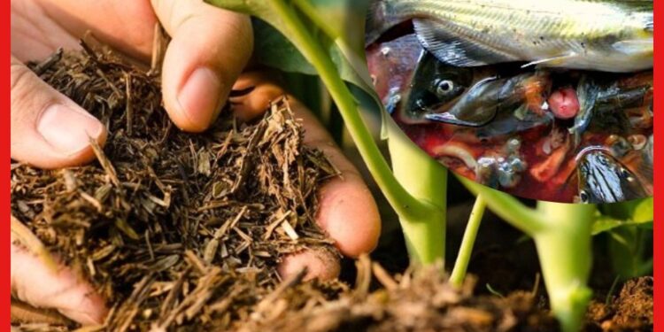 Organic Fish Fertilizer: মাছের অব্যবহৃত অংশ দিয়েও হবে চাষ, তৈরি করুন ফিশ হাইড্রোলাইসেট