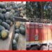 Burma teak wood : সবজির আড়ালে বার্মাটিক পাচারের ছক বানচাল, ছয় মাসে উদ্ধার ২২ কোটির কাঠ!