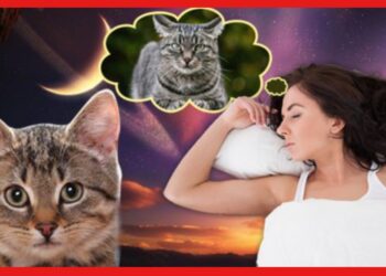 Dream Astrology: স্বপ্নে বিড়াল দর্শন ! এর নেপথ্যে রয়েছে নানান অর্থ, প্রস্তুত থাকুন
