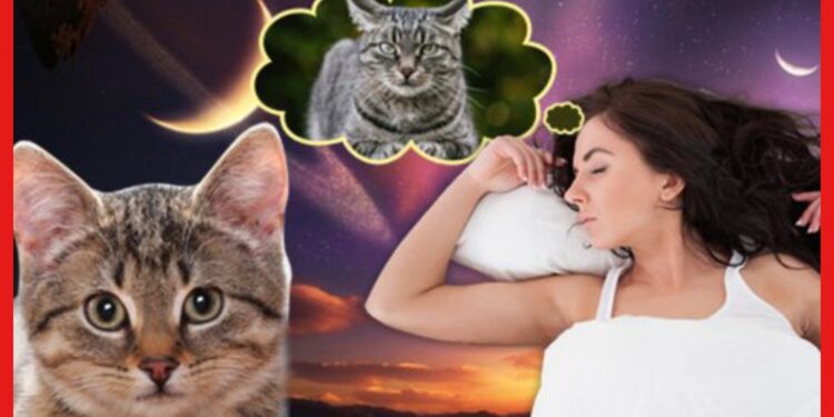 Dream Astrology: স্বপ্নে বিড়াল দর্শন ! এর নেপথ্যে রয়েছে নানান অর্থ, প্রস্তুত থাকুন