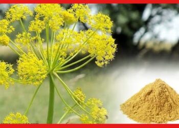 Asafoetida Farming: ভারতে কদর বেশি এই সুগন্ধি মশলার, কৃষকদের মুনাফা দিতে পারে হিং চাষ