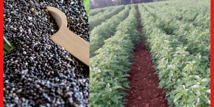 Chia Seeds Farming : ঔষধি গুণসম্পন্ন সুপার সিড, চিয়া চাষে আশার আলো দেখছেন কৃষকরা