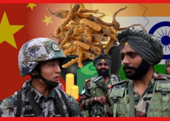 Cordyceps: চীনা সৈন্যরা অবৈধ ভাবে ভারতে আসছে মহামূল্যবান ছত্রাকের জন্য! প্রকাশ্যে চাঞ্চল্যকর রিপোর্ট