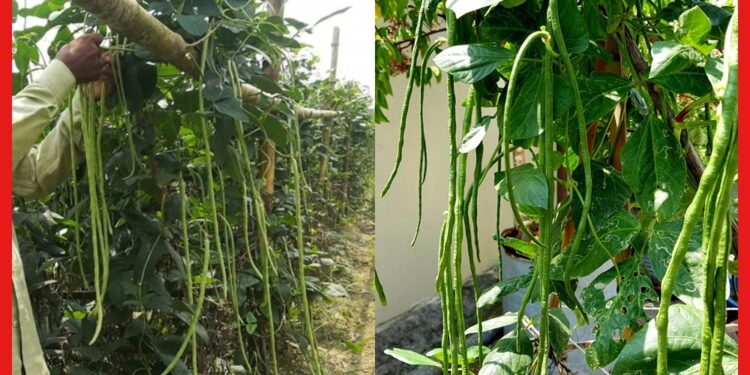 Yardlong bean cultivetion: এভাবে বরবটির চাষ করুন, ফলন পাবেন দ্বিগুণ