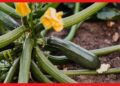 Zucchini Farming: ব্যয় সামান্যই, বিদেশি সবজি জুকিনি চাষে উপার্জন হবে দ্বিগুণ