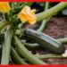 Zucchini Farming: ব্যয় সামান্যই, বিদেশি সবজি জুকিনি চাষে উপার্জন হবে দ্বিগুণ