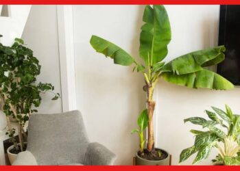 Vastu Rules: বাড়িতে লাগিয়েছেন কলাগাছ ! আপনার সৌভাগ্য না দুর্ভাগ্যের প্রতীক? জানুন