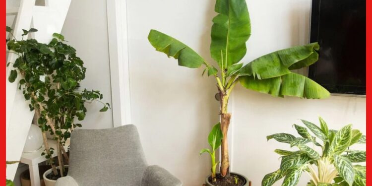 Vastu Rules: বাড়িতে লাগিয়েছেন কলাগাছ ! আপনার সৌভাগ্য না দুর্ভাগ্যের প্রতীক? জানুন