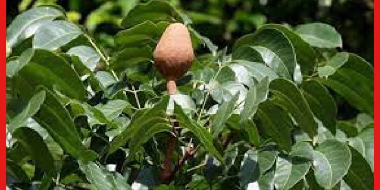Mahogany tree cultivation: কম সময়ে কোটিপতি হতে চান? চাষ করুন মেহগনির