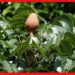 Mahogany tree cultivation: কম সময়ে কোটিপতি হতে চান? চাষ করুন মেহগনির