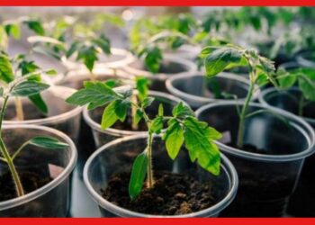 Vegetables Seed: শীতকালীন সবজির চারা কীভাবে করবেন বুঝতে পারছেন না ? জেনে নিন সহজ পদ্ধতি