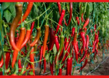 Chili Cultivation: বার্ড আই লঙ্কা চাষে হবেন লাখপতি! ছোট্ট টবেও ফসল পাবেন দ্বিগুণ