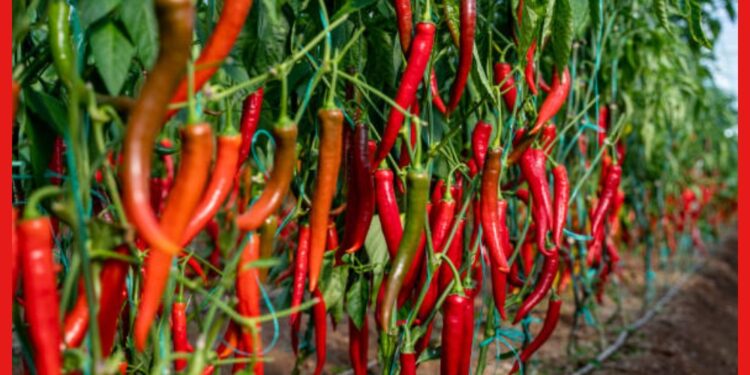 Chili Cultivation: বার্ড আই লঙ্কা চাষে হবেন লাখপতি! ছোট্ট টবেও ফসল পাবেন দ্বিগুণ