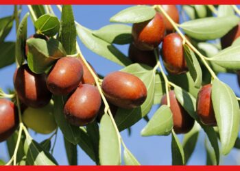 Chinese Apple Jujube: দেখতে ঠিক আপেলের মতো ! লাল টকটকে কুল চাষে লাভবান হচ্ছেন কৃষকরা