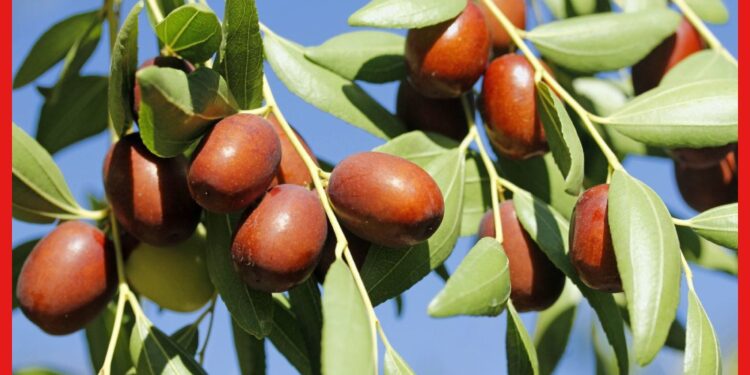 Chinese Apple Jujube: দেখতে ঠিক আপেলের মতো ! লাল টকটকে কুল চাষে লাভবান হচ্ছেন কৃষকরা