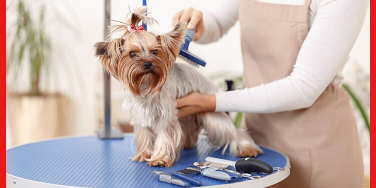 Pet Grooming Business : পোষ্যদের সঙ্গে সময় কাটাতে ভালোলাগে ? এটাই কিন্তু হতে পারে আয়ের উৎস