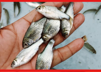 Fish Farming: ছোট জলাশয়ে কীভাবে চাষ করা যায় পুঁটি মাছ ? জেনে নিন পদ্ধতি