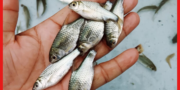 Fish Farming: ছোট জলাশয়ে কীভাবে চাষ করা যায় পুঁটি মাছ ? জেনে নিন পদ্ধতি