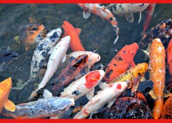 Aquarium Fish Farming: সামান্য বিনিয়োগে হবে মোটা আয়! অ্যাকুরিয়াম মাছ চাষে খুলবে ভাগ্য