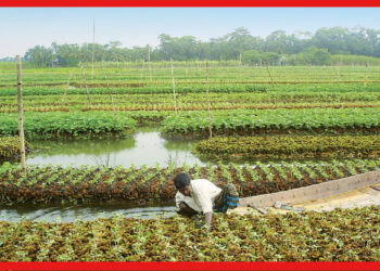 Floating Farming Technique: জমা জলেও হবে না চাষের ক্ষতি, জানুন ধাপ পদ্ধতিতে সবজি ফলানোর উপায়