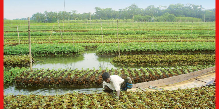 Floating Farming Technique: জমা জলেও হবে না চাষের ক্ষতি, জানুন ধাপ পদ্ধতিতে সবজি ফলানোর উপায়