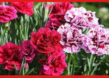 Carnation Flower: বাড়ির ছাদকে করে তুলবে সুন্দর ও আকর্ষণীয়, শীতে চাষ করুন কার্নেশন