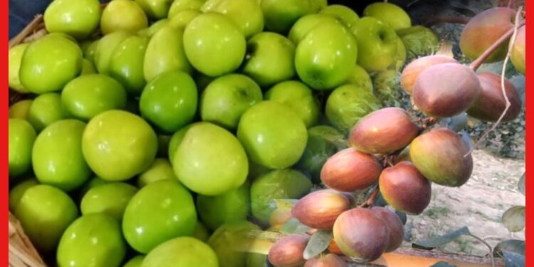 Apple kul cultivation: সঠিক পদ্ধতিতে মিলবে প্রচুর ফলন, বাড়ির ছাদেই করুন আপেল কুলের চাষ