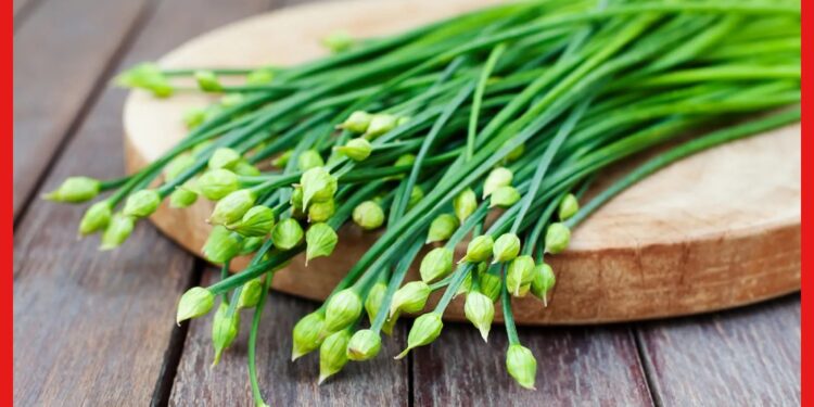 Garlic Chive : রসুনের বিকল্প এখন বিডি নিরা, জানুন কী কী পুষ্টিগুণ রয়েছে এতে