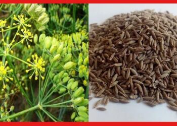 Farming Ideas: জিরা চাষে লক্ষ লক্ষ টাকা আয়ের সুযোগ! কাজে লাগান শীত কালকে