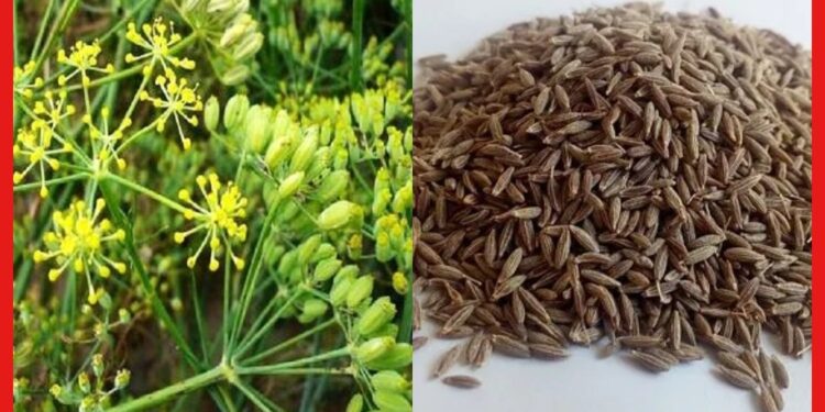 Farming Ideas: জিরা চাষে লক্ষ লক্ষ টাকা আয়ের সুযোগ! কাজে লাগান শীত কালকে