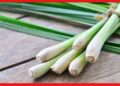 Lemongrass: ব্রণ-খুশকির সমস্যায় বিরক্ত ? শীত জুড়ে ত্বক ও চুলকে রক্ষা করবে লেমনগ্রাস
