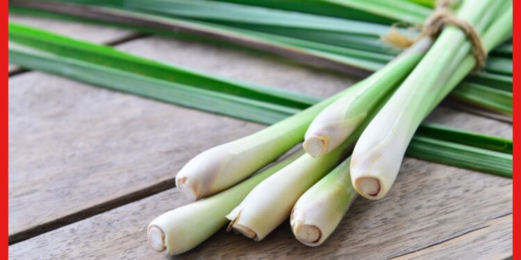 Lemongrass: ব্রণ-খুশকির সমস্যায় বিরক্ত ? শীত জুড়ে ত্বক ও চুলকে রক্ষা করবে লেমনগ্রাস