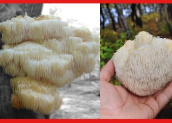 Lion’s Mane Mushroom : মাশরুম ভাঙলে বা খেলে হতে পারে জেল! এর উপকারিতা কিন্তু কম নয়