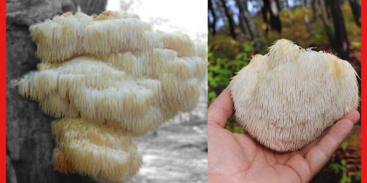 Lion’s Mane Mushroom : মাশরুম ভাঙলে বা খেলে হতে পারে জেল! এর উপকারিতা কিন্তু কম নয়