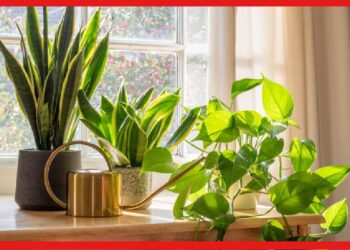 Take Care Of Plants: ঠান্ডায় ঝিমিয়ে পড়ছে ঘরে রাখা গাছগুলি ? মেনে চলুন পাঁচ কৌশল