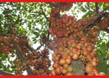 Rambai Farming: সুস্বাদু এবং লাভজনক ফল, বাড়ির উঠোনেই চাষ সম্ভব লটকনের