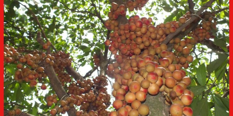 Rambai Farming: সুস্বাদু এবং লাভজনক ফল, বাড়ির উঠোনেই চাষ সম্ভব লটকনের
