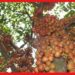 Rambai Farming: সুস্বাদু এবং লাভজনক ফল, বাড়ির উঠোনেই চাষ সম্ভব লটকনের